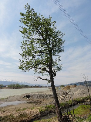 緑の風が吹いています_a0084753_1124679.jpg