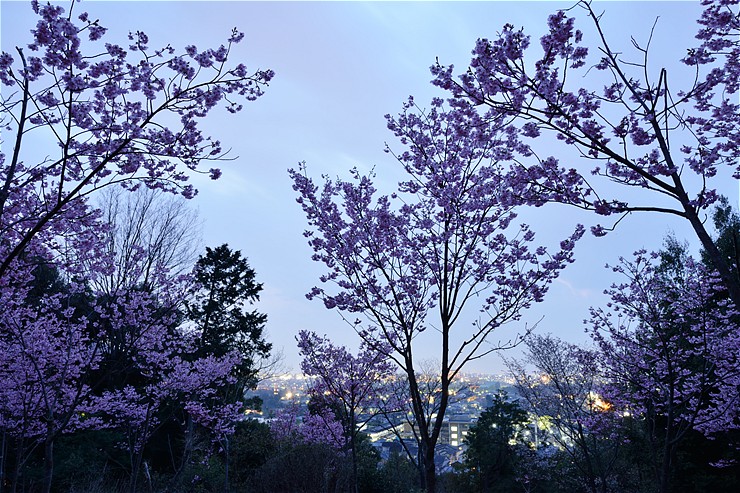 熊野若王子神社 ~桜~_f0222161_14303981.jpg