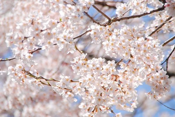 Sakura* 2012_e0195365_2252339.jpg