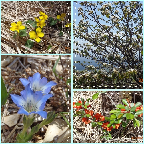 幸せの黄色い花を求めて扇ヶ鼻登山。_f0016066_14182778.jpg