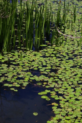 箱根湿生花園_e0045768_2222356.jpg