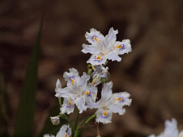 『山裾に咲く著莪（シャガ）の花』_d0054276_2025325.jpg