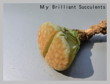 リトープスが もうダメよね My Brilliant Succulents