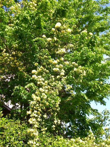 c0015978_08386.jpg