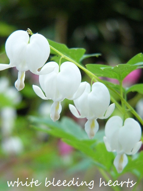 a0147281_23425311.jpg