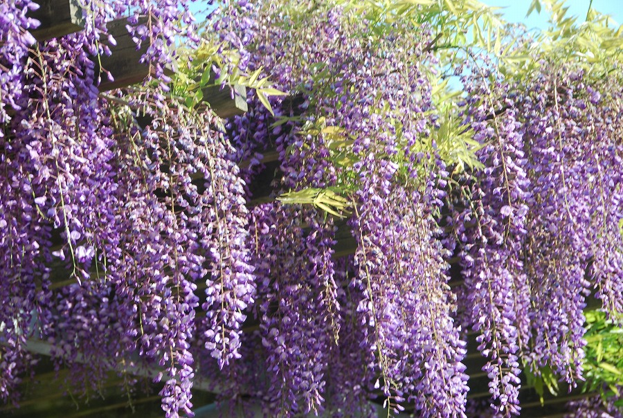 c0187781_98236.jpg
