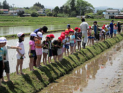 田植え体験（上目黒小・枝野小）_d0247484_20392236.jpg