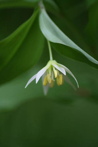 白い小さい花の山野草。蝶アオスジアゲハと薔薇_f0030085_20343054.jpg