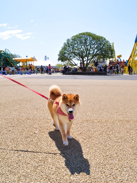ひたち海浜公園_a0126590_2202812.jpg