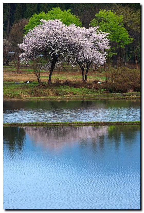 未だ桜を求めて　その２_f0083292_2155710.jpg