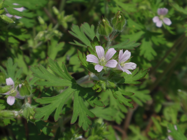 野の花_e0275793_12253871.jpg