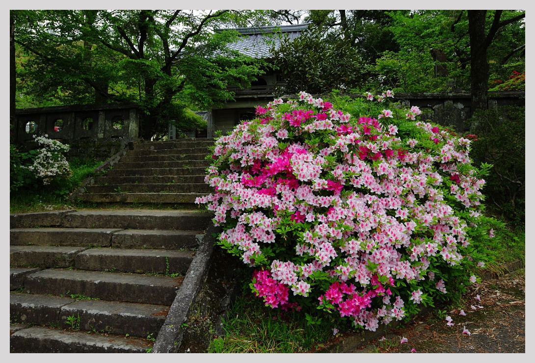 熊本 日輪寺つつじ公園 Magの写真創庫