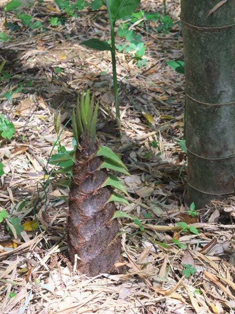 c0183801_11203984.jpg