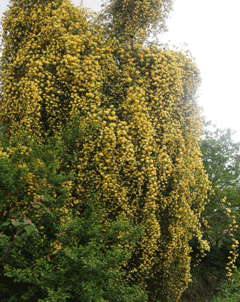 c0128402_1042381.gif