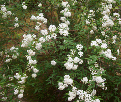c0128402_1081372.gif