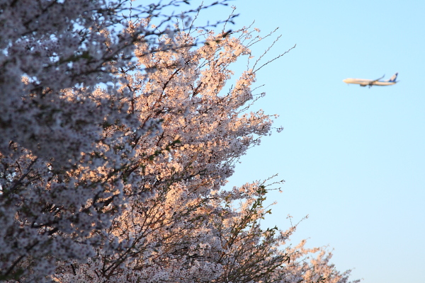 桜、おしまい。_c0183002_20435331.jpg