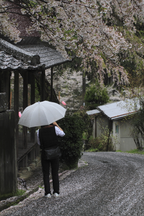 2012　西光寺-_f0210808_23495034.jpg