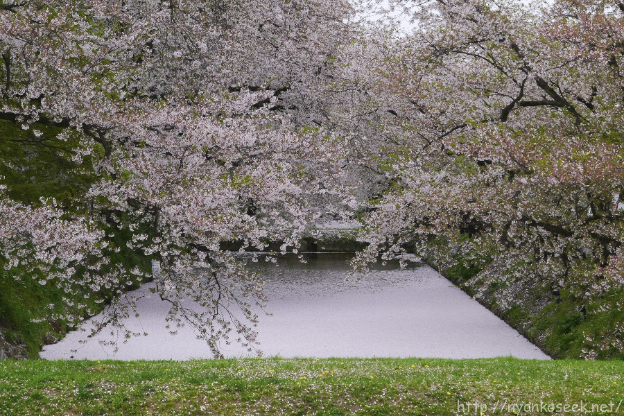 弘前の桜（アラカルトその２）_e0112910_954358.jpg