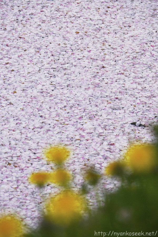 弘前の桜（アラカルトその２）_e0112910_9543811.jpg