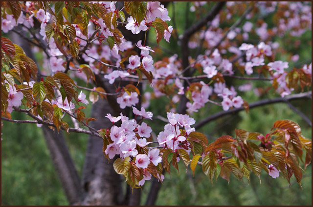 やっと桜・やれやれ！_b0019313_1852133.jpg