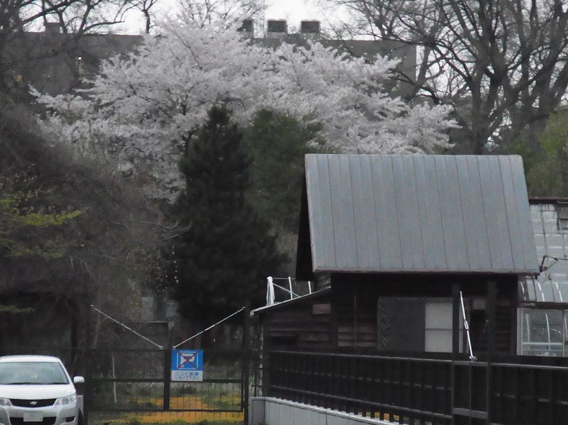 札幌らしからぬ春の風景_c0025115_2195285.jpg