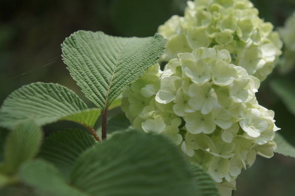 般若寺　お花　いろいろ_b0192820_22343654.jpg