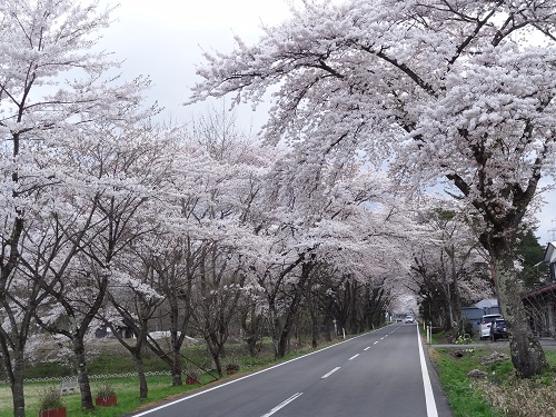 桜を追いかけて２０１２　～胆沢の桜並木編～_b0229924_1240241.jpg