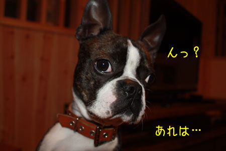 a0190132_00767.jpg