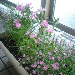 d0048332_1446562.gif