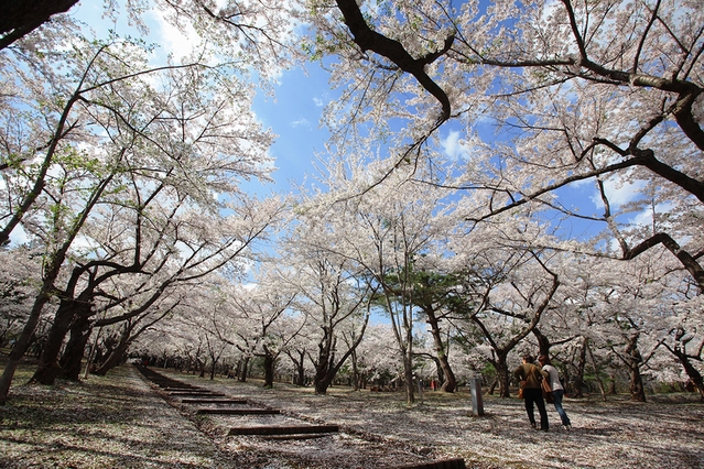 津軽国定公園『岩木山』神苑桜ヶ丘～通称「桜林公園」_e0168232_22101572.jpg