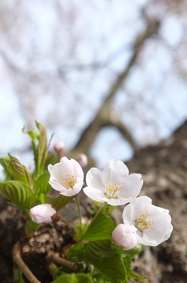 八幡平～十和田湖　ワィンデイングパラダイス_f0050534_90947.jpg
