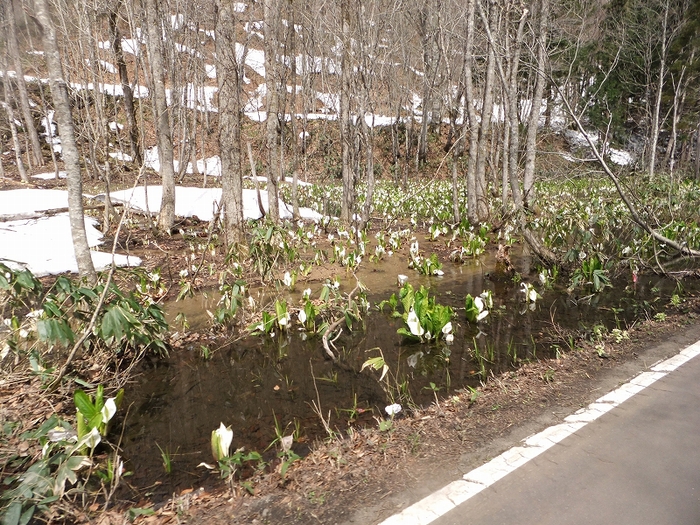 八幡平～十和田湖　ワィンデイングパラダイス_f0050534_9403587.jpg