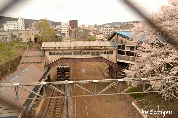 南小樽駅の桜_b0232741_22331899.jpg