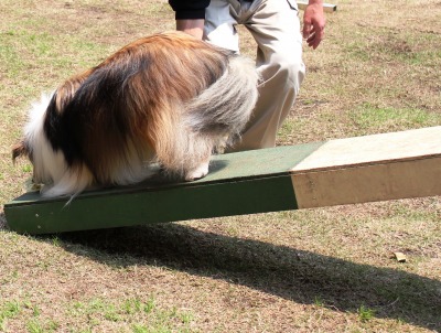 シーソーをトコトコ_e0195743_1362735.jpg