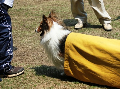 シーソーをトコトコ_e0195743_1365894.jpg