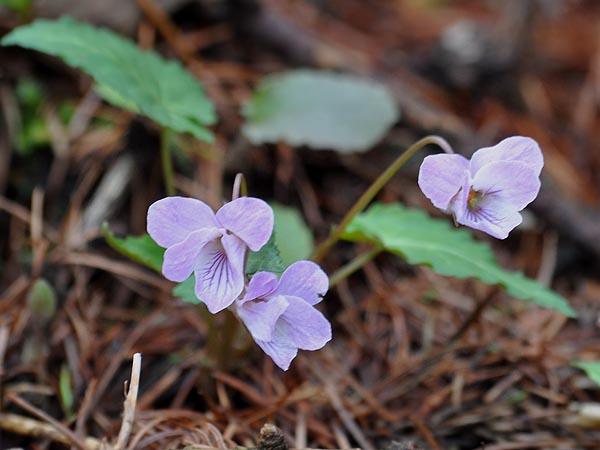 赤城の花とキベリタテハなど_c0045352_18401152.jpg