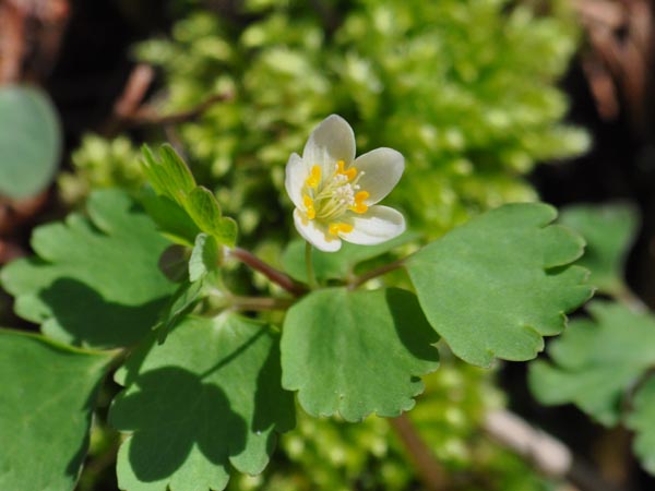 赤城の花とキベリタテハなど_c0045352_1841576.jpg