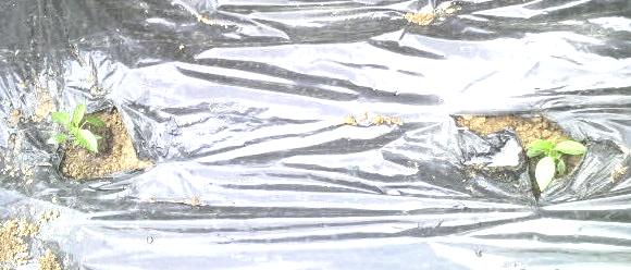 e0082956_76687.jpg