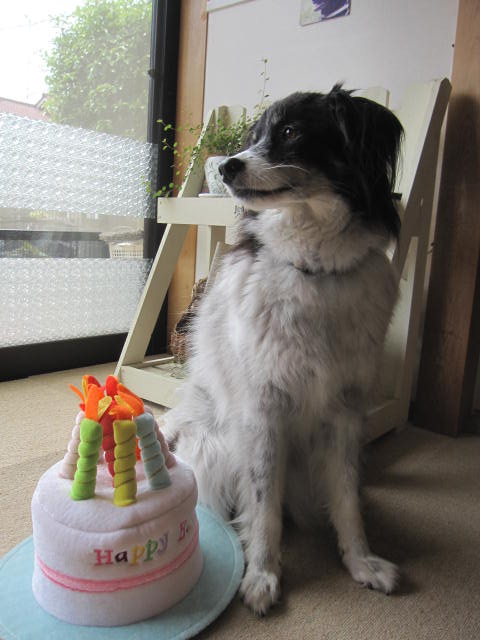 ベティの誕生日 べちほたおぴんちゃんぷ ベティの誕生日 べちほたおぴんちゃんぷ