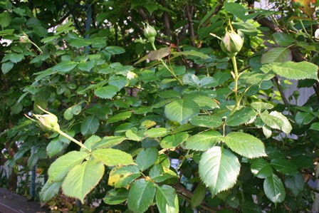 f0077662_1349337.jpg
