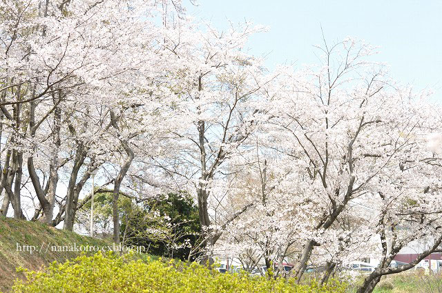 中央公園の桜・・・3_e0153963_16221583.jpg