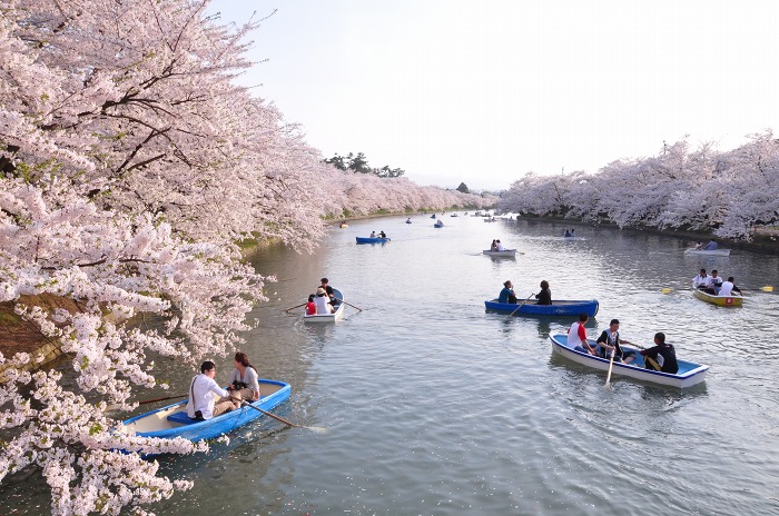 弘前公園の桜を、和歌にのせて_c0048667_18214715.jpg
