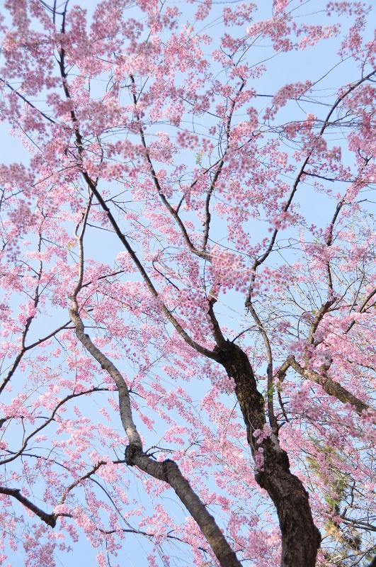 弘前公園の桜を、和歌にのせて_c0048667_22365759.jpg