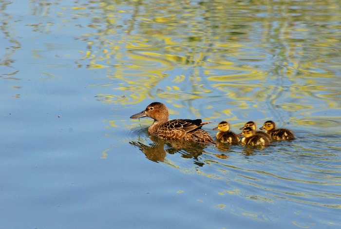 Ellis Creek_a0126969_622721.jpg