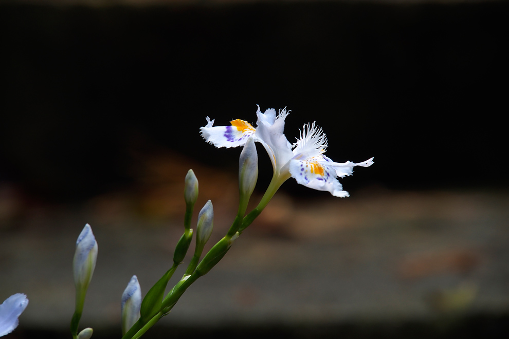 季節の花と緑_e0214470_21101137.jpg