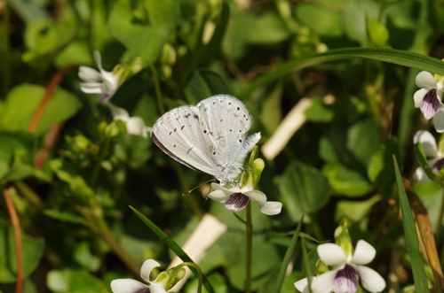 連休に撮った花に来たチョウ_e0167571_2322498.jpg