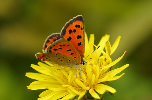 連休に撮った花に来たチョウ_e0167571_23242171.jpg