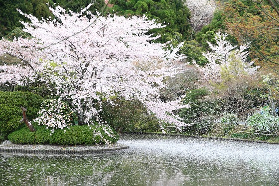 龍安寺_f0014971_1224073.jpg