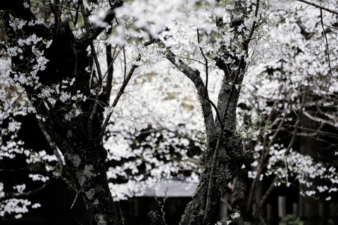 早池峰神社の桜_f0075075_16504871.jpg