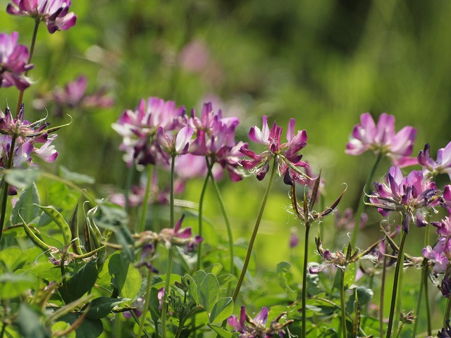 『岐阜の県花・蓮華草（レンゲソウ）』_d0054276_20131781.jpg